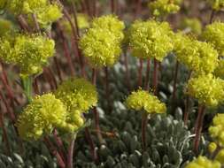 Image of matted buckwheat