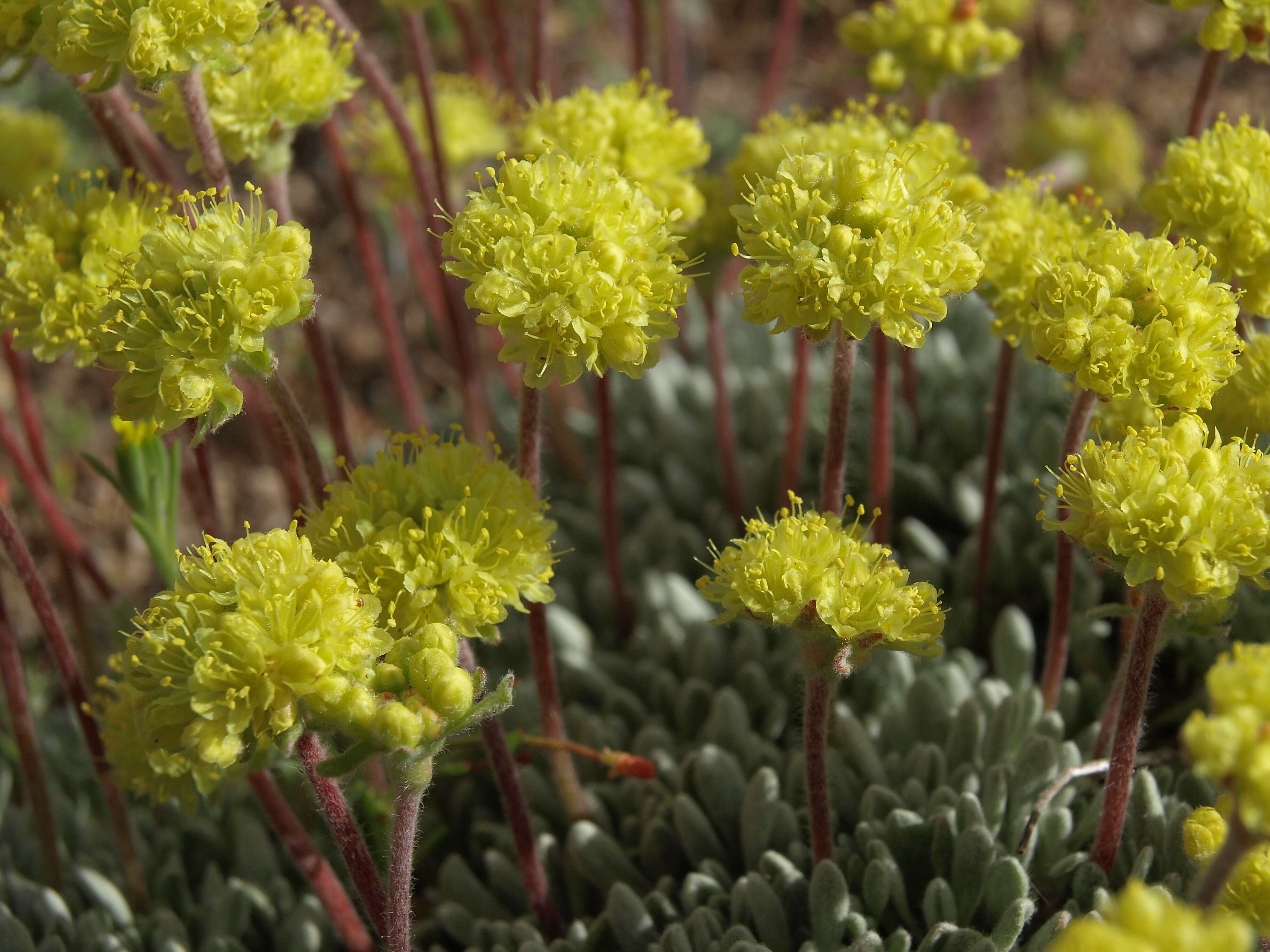 Imagem de Eriogonum caespitosum Nutt.