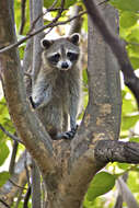 Image of Raccoons