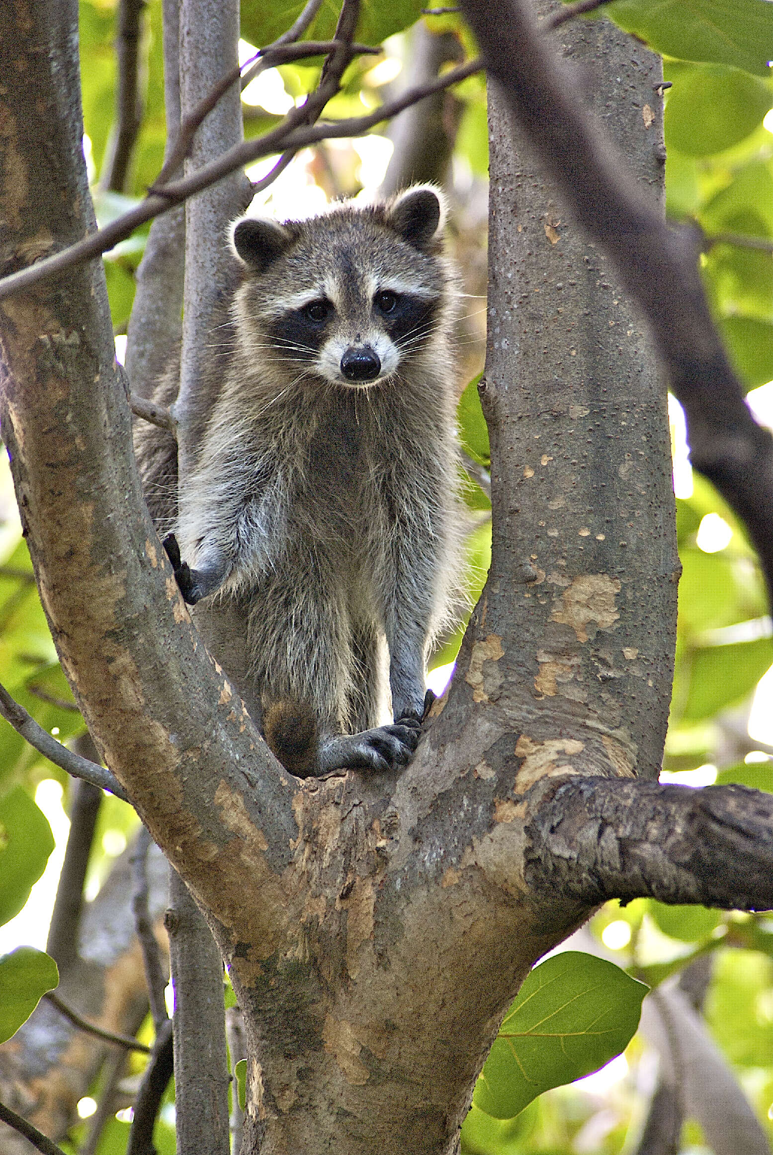 Image of raccoons