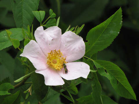 Image of Carolina rose