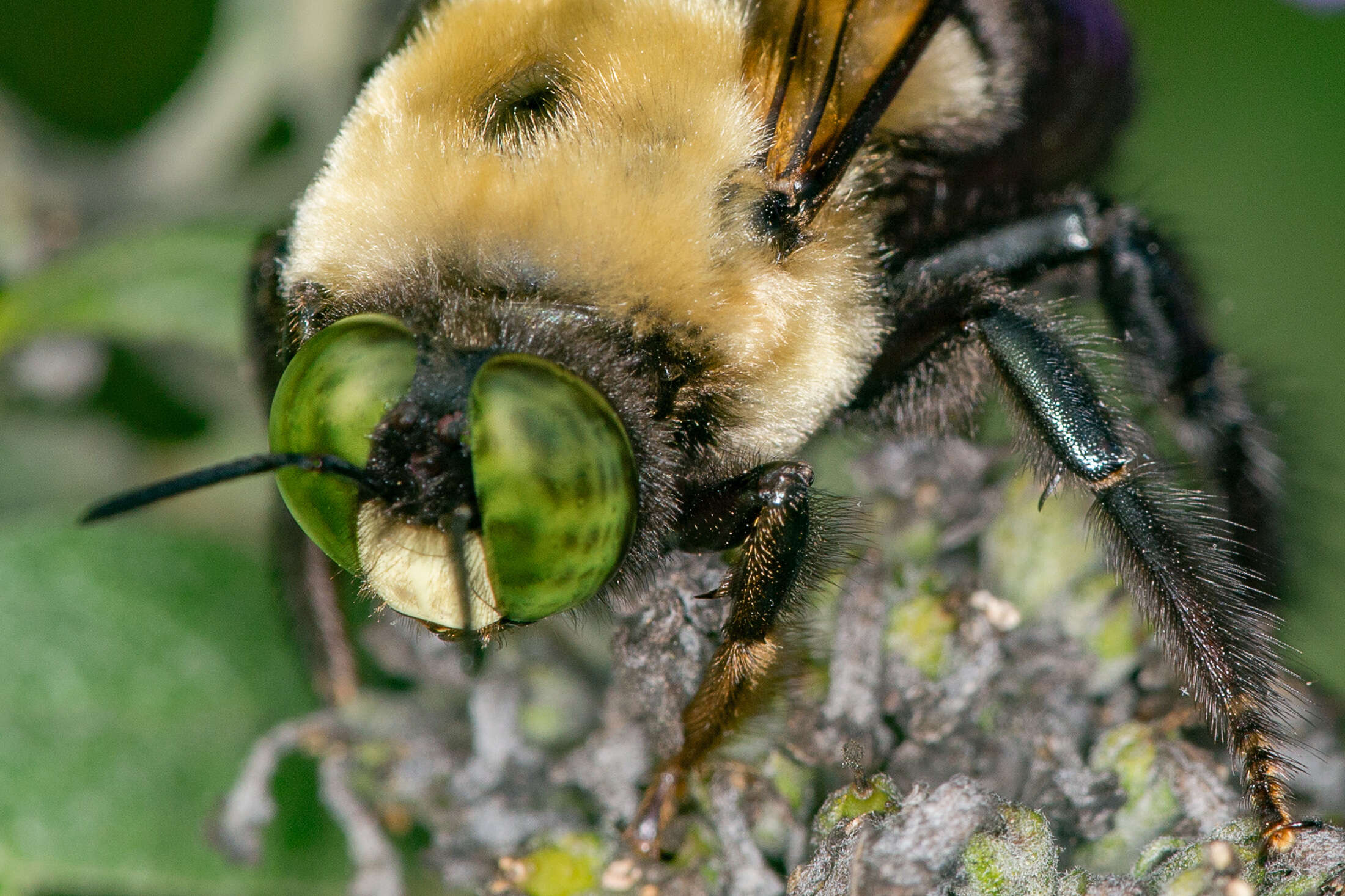 Image of carpenter bee