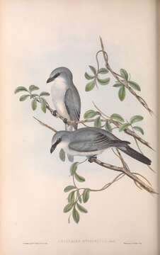 Image of White-bellied Cuckoo-shrike