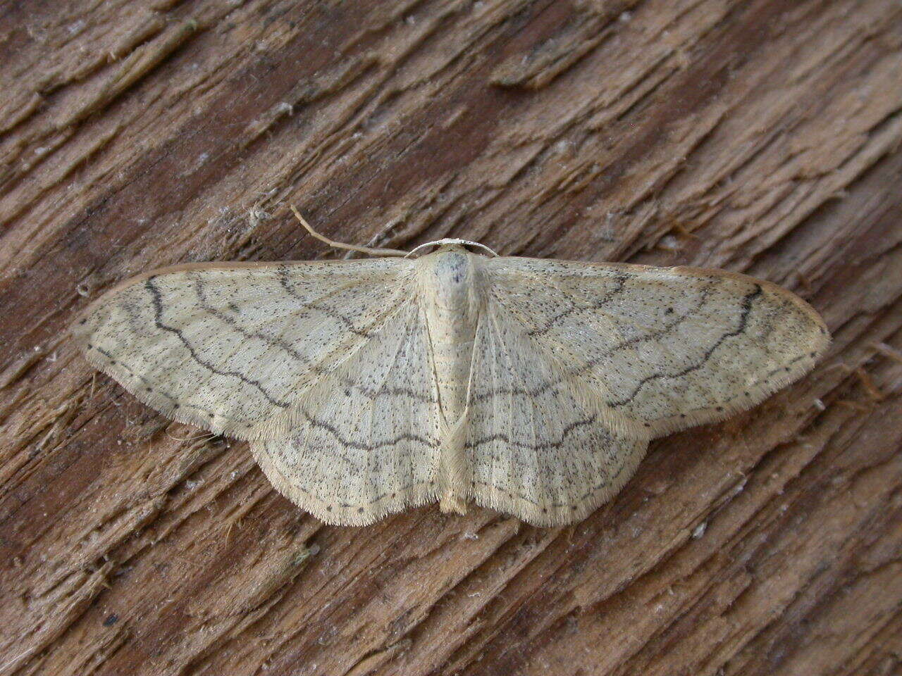 Image of riband wave