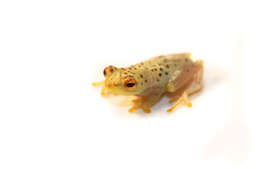 Image of African tree frogs