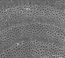 Archaias Montfort 1808 resmi