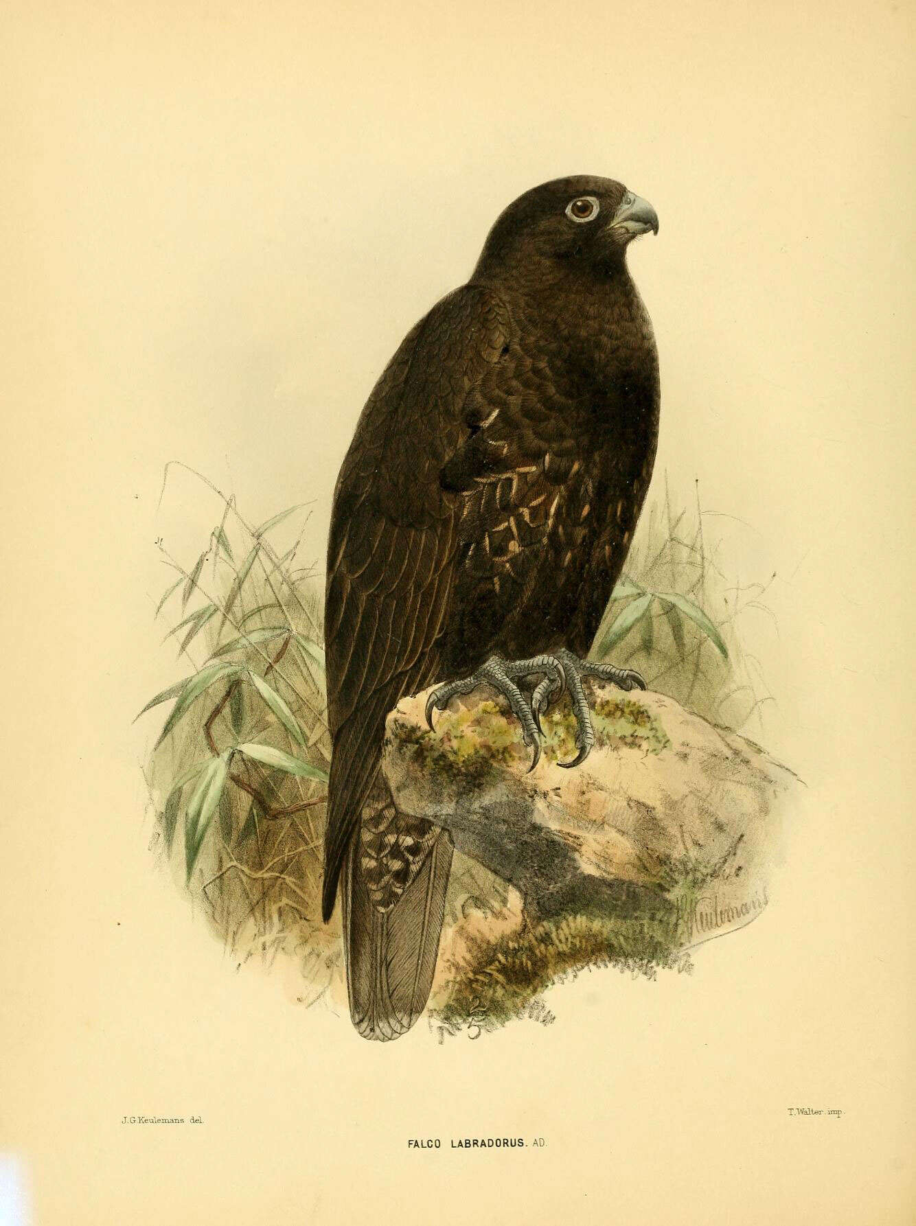 Image of Gyr Falcon