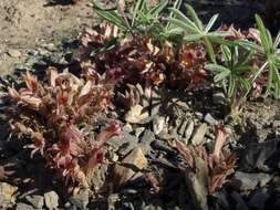 Image of flat-top broomrape