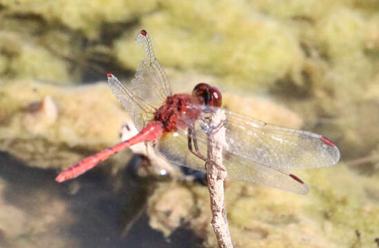 Image of Red Percher Dragonfly