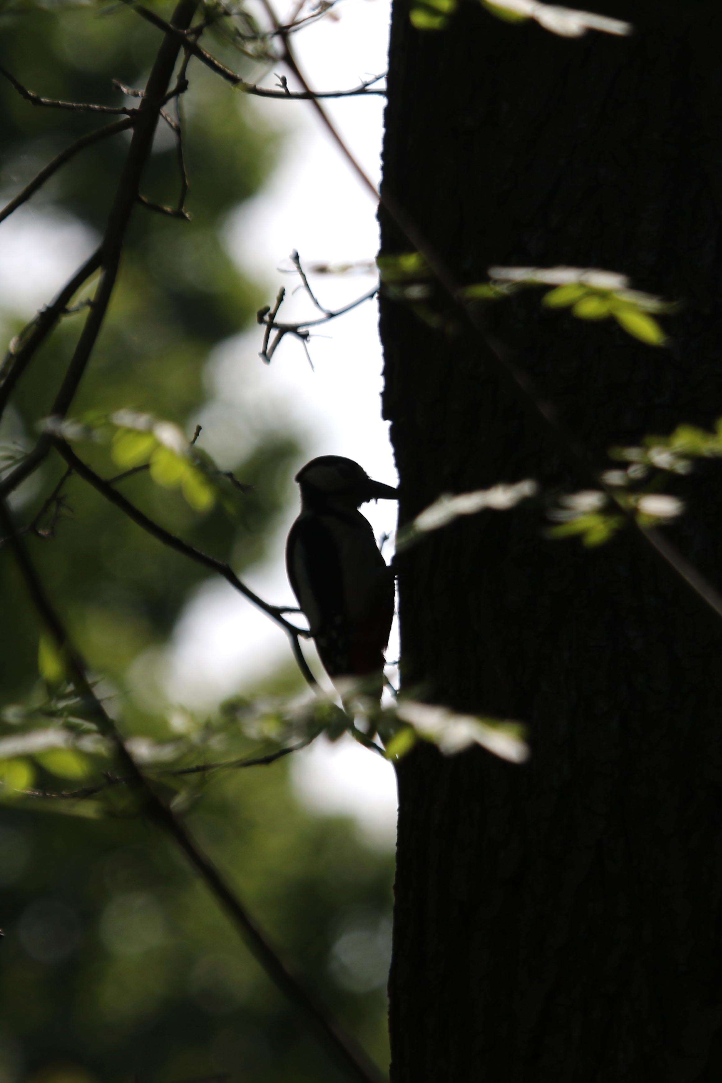 Image of Great Spotted Woodpecker