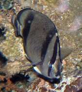 Image of Threebanded butterflyfish