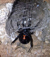 Image of Latrodectus