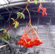 Image of fuchsia begonia