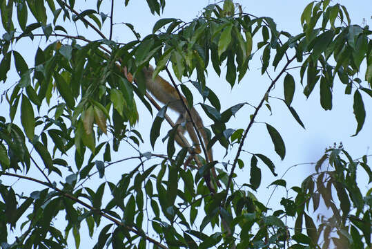 Image of Common Squirrel Monkey