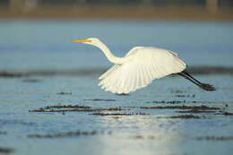 <i>Ardea modesta</i>的圖片