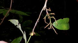 Image of Gymnanthes glabrata (Mart.) Govaerts