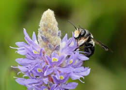 Image of Carpenter-mimic Leaf-cutter Bee