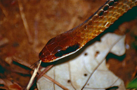 Image of Ecuador Sipo