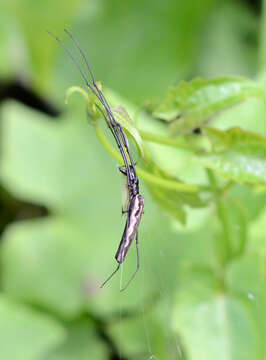 Image of Tetragnatha ceylonica O. Pickard-Cambridge 1869