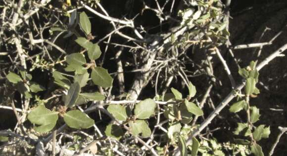 Image of Desert Scrub Oak