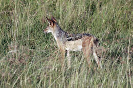 Image of Black-backed Jackal