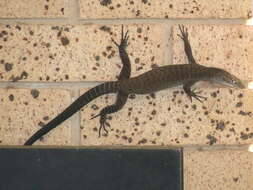 Image of monitor lizards