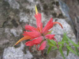 Слика од Castilleja tenuiflora Benth.