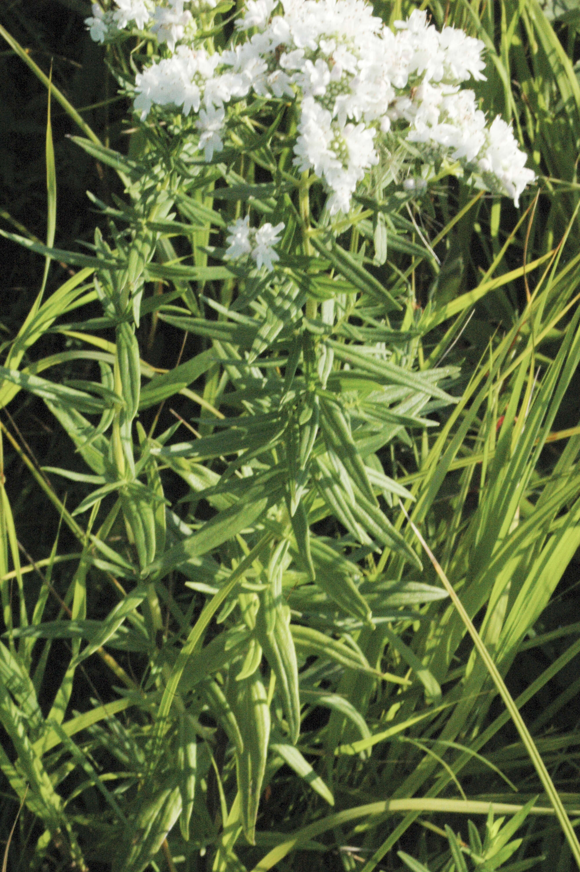 Image of mountainmint