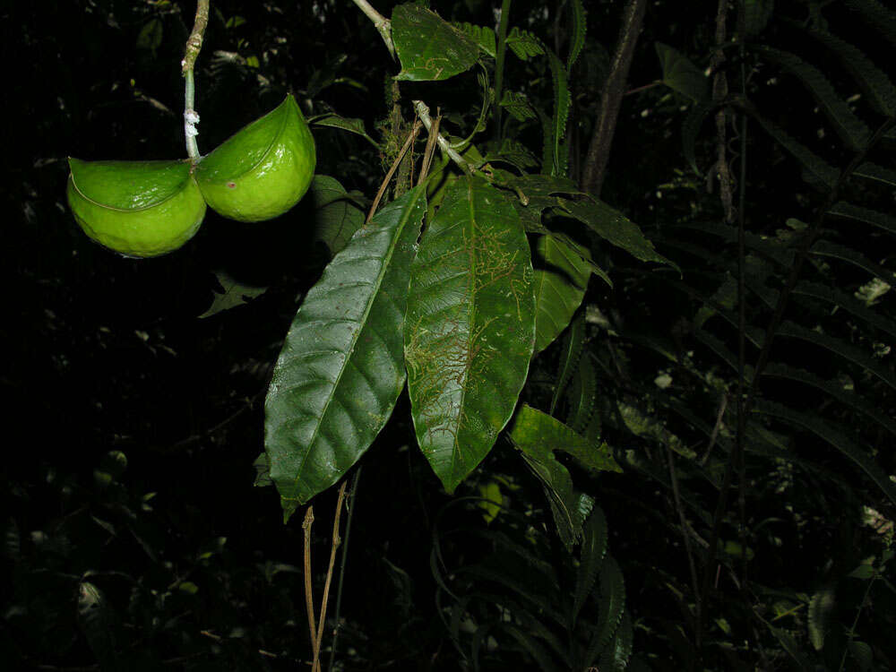 Image of Tabernaemontana amygdalifolia Jacq.