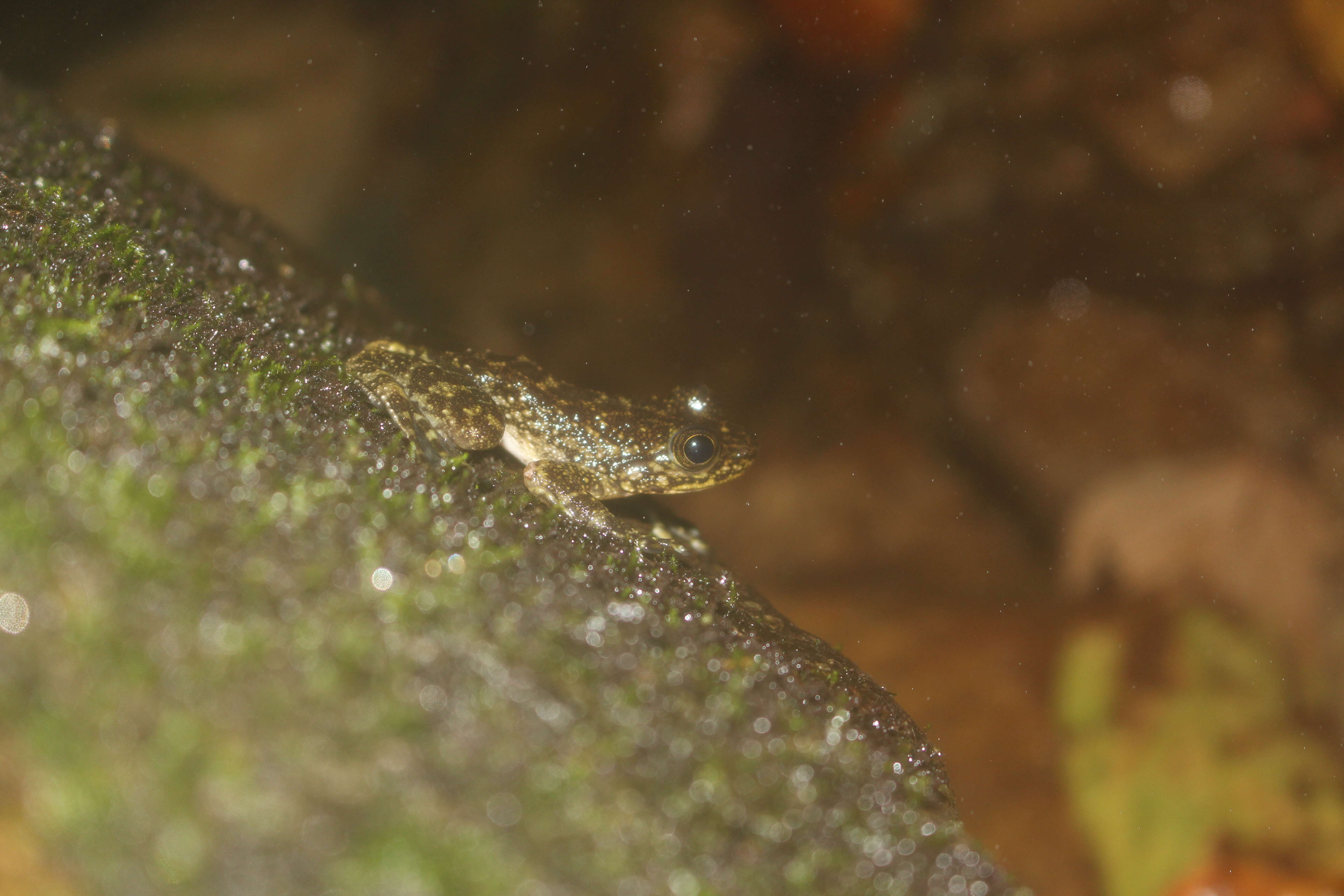 Image of Hong Kong Cascade Frog