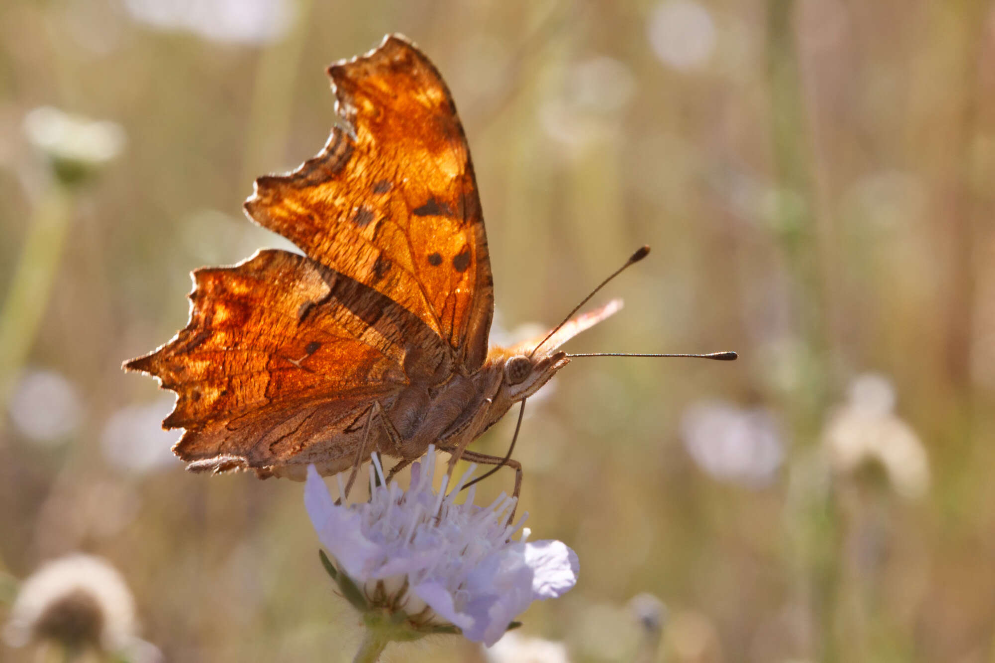 Sivun Polygonia kuva