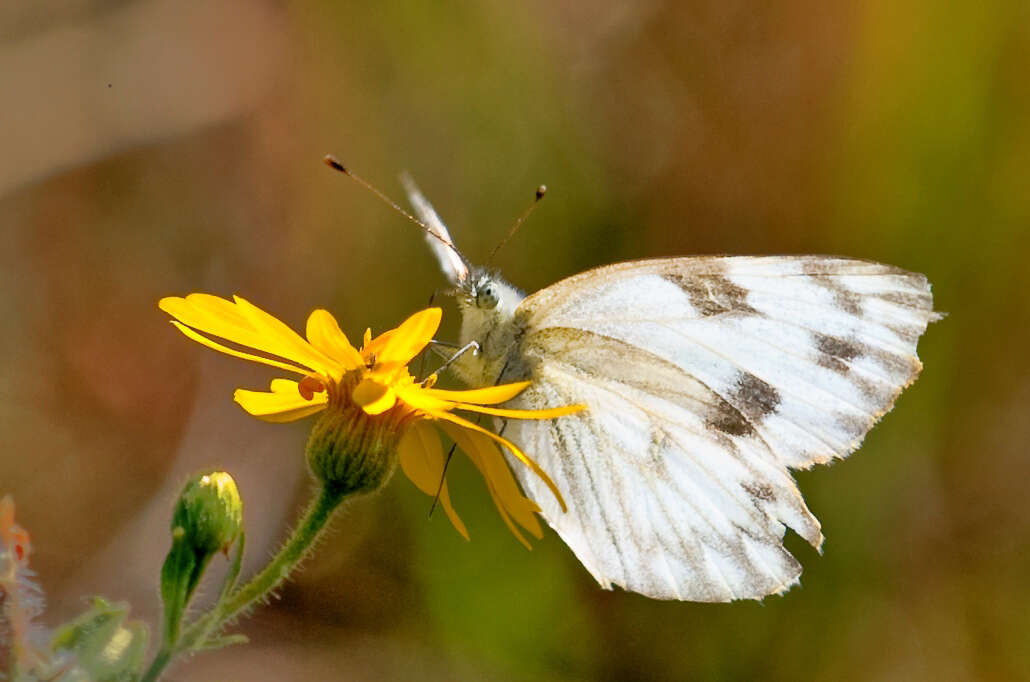 Image of Checkered Whites