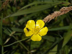 Image of Greater Spearwort