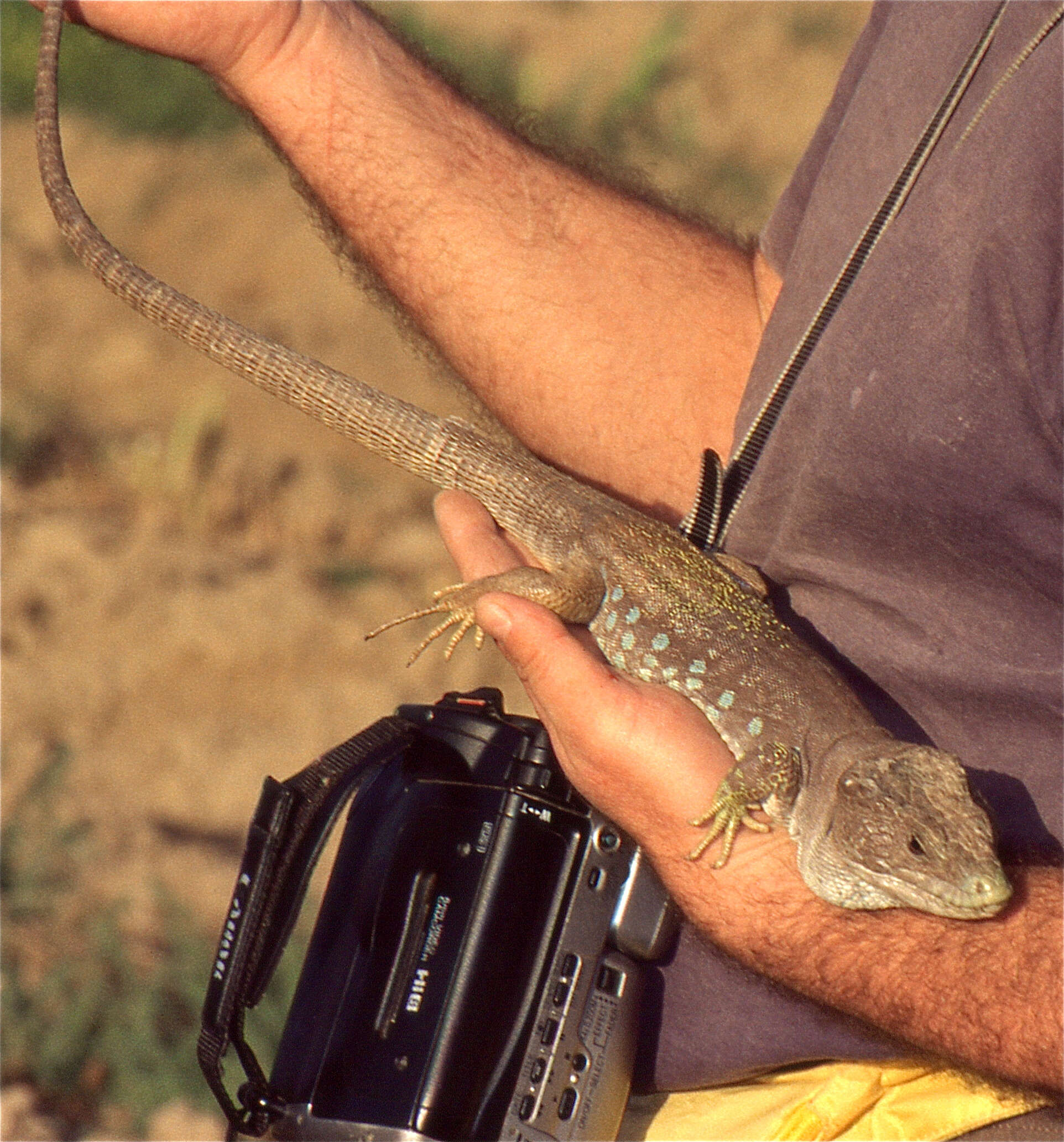 Sivun Timon nevadensis (Buchholz 1963) kuva