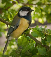 Image of Parus Linnaeus 1758