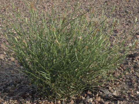 Image of skeletonweed