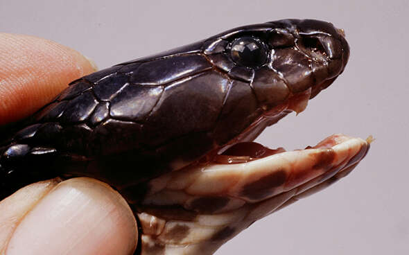 Image of Indonesian Cobra