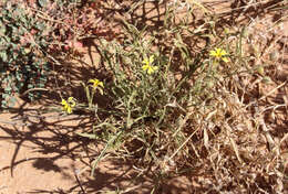 Image of Goodenia berardiana (Gaud.) R. C. Carolin