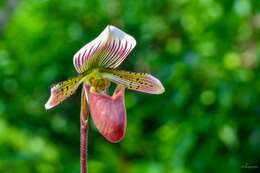 Image de Paphiopedilum barbatum (Lindl.) Pfitzer