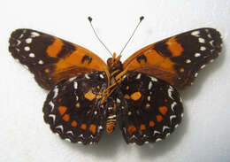 Image of butterflies
