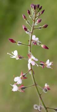 Image of enchanter's nightshade