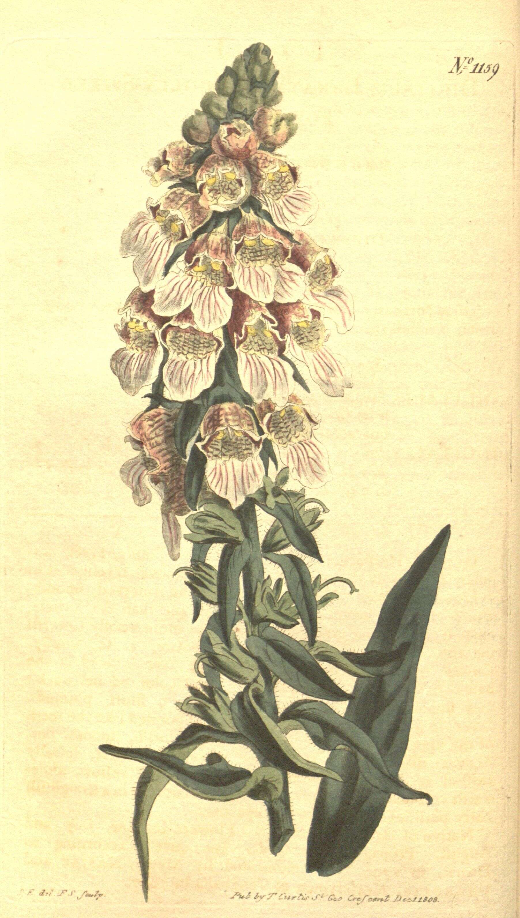 Image of Foxgloves