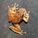 Image of Leith's leaping frog