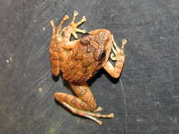 Image of Indian frogs