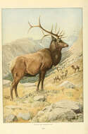 Image of North American elk