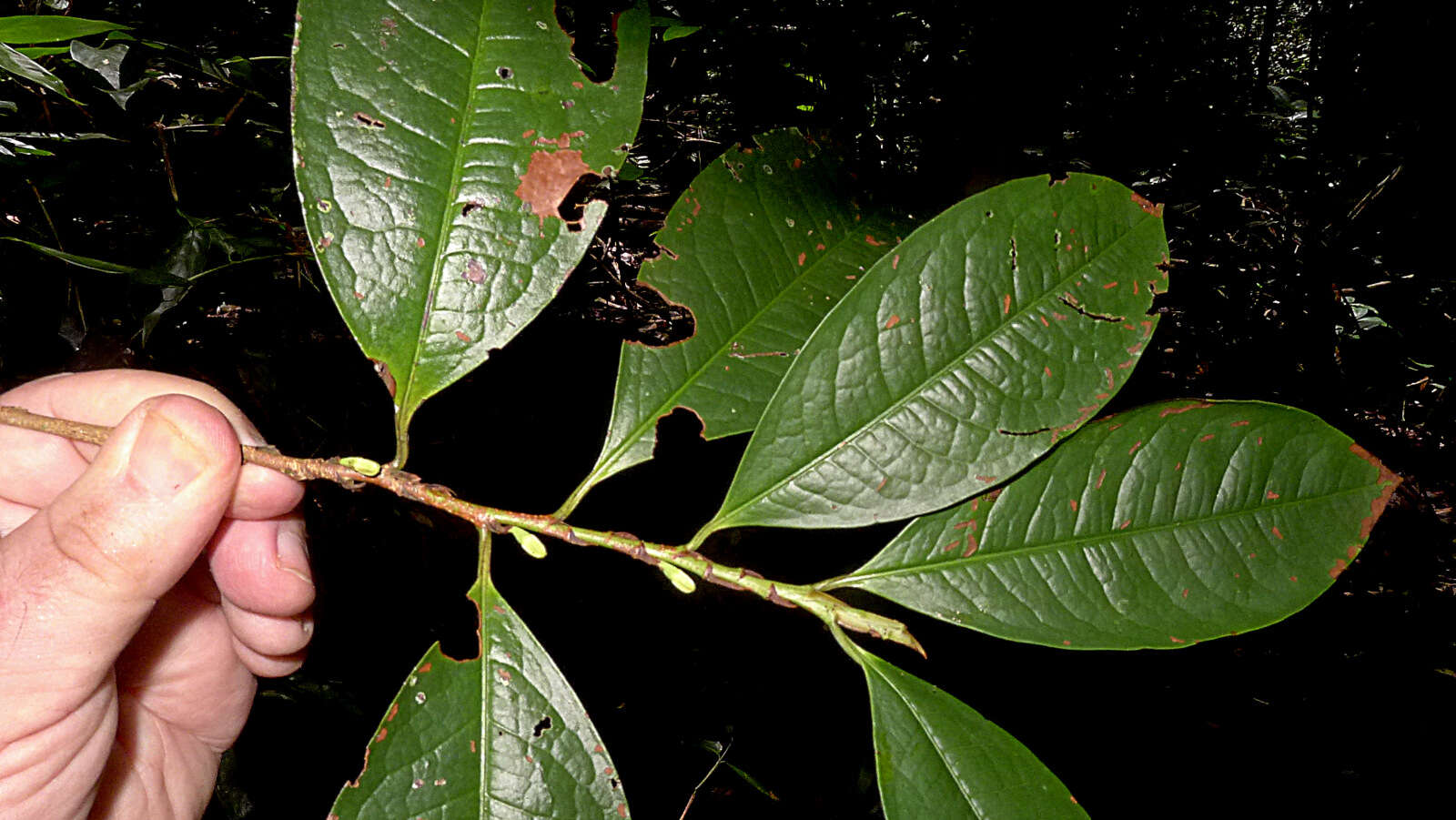 Image of Erythroxylum martii Peyr.