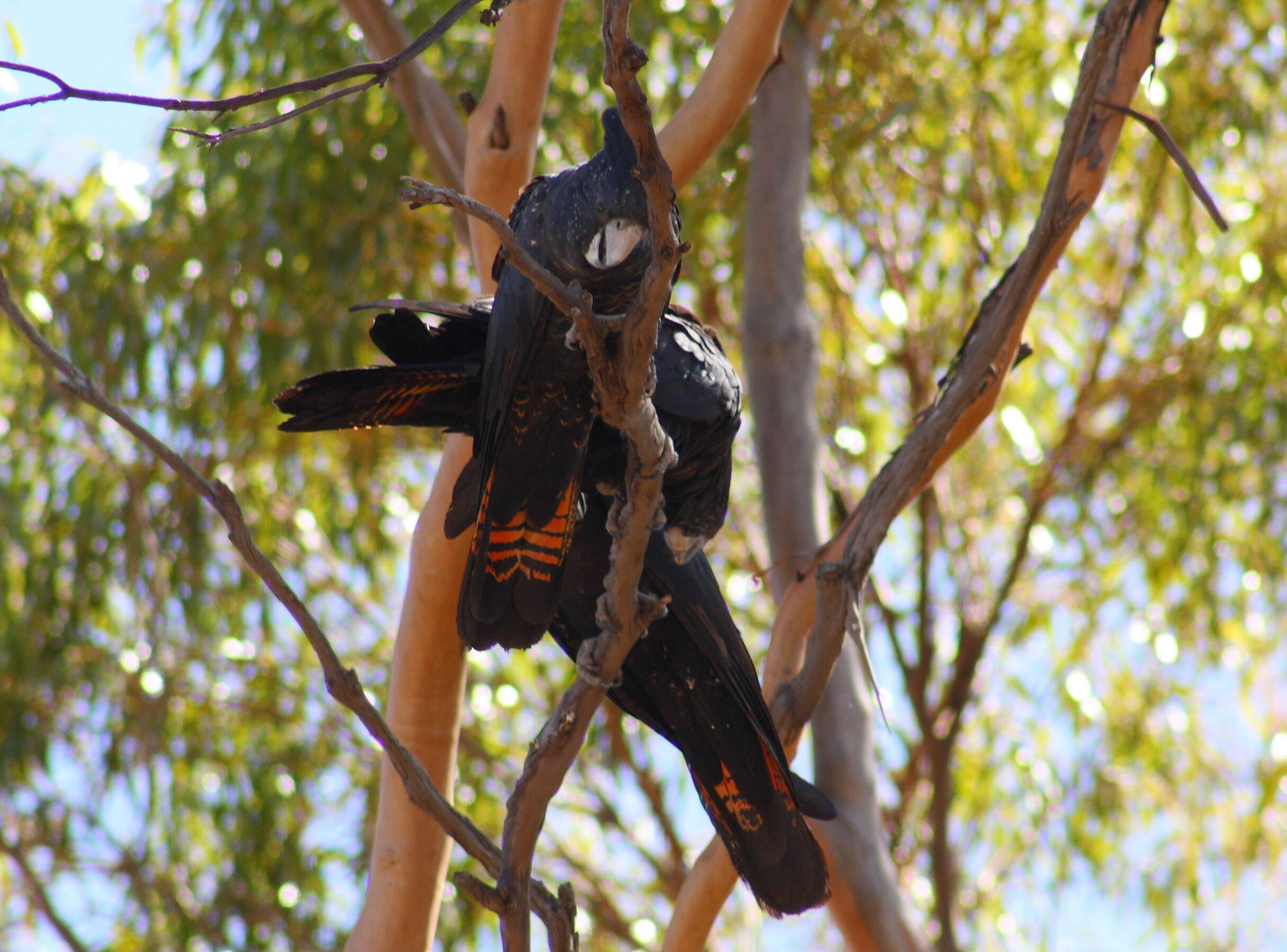 Image of Calyptorhynchus Desmarest 1826