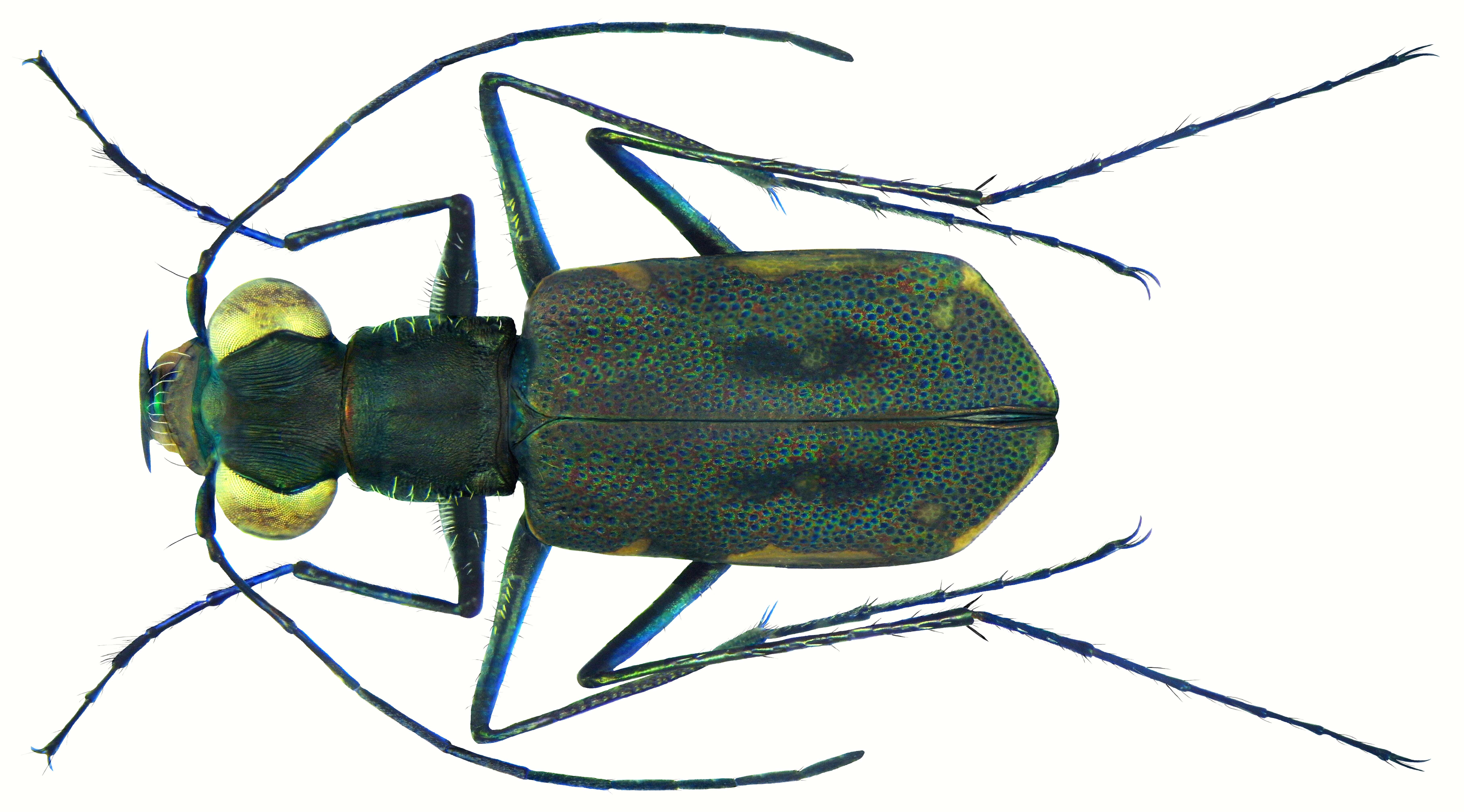 Image of Cylindera froggattii