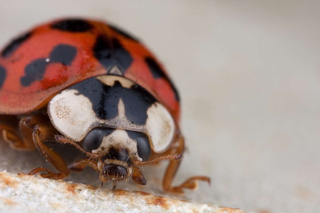 Image of Harmonia axyridis (Pallas 1773)