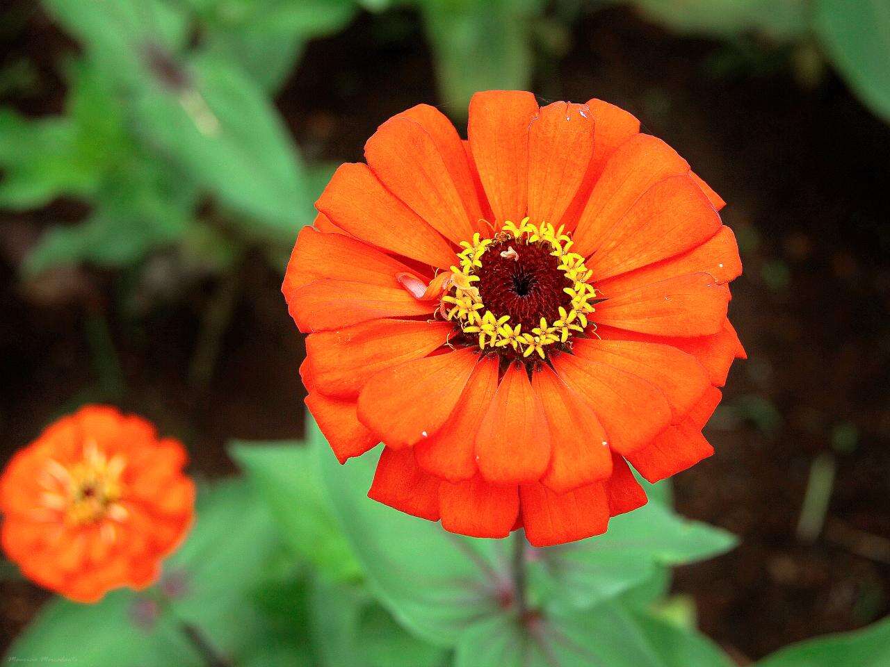 Image of Zinnia peruviana